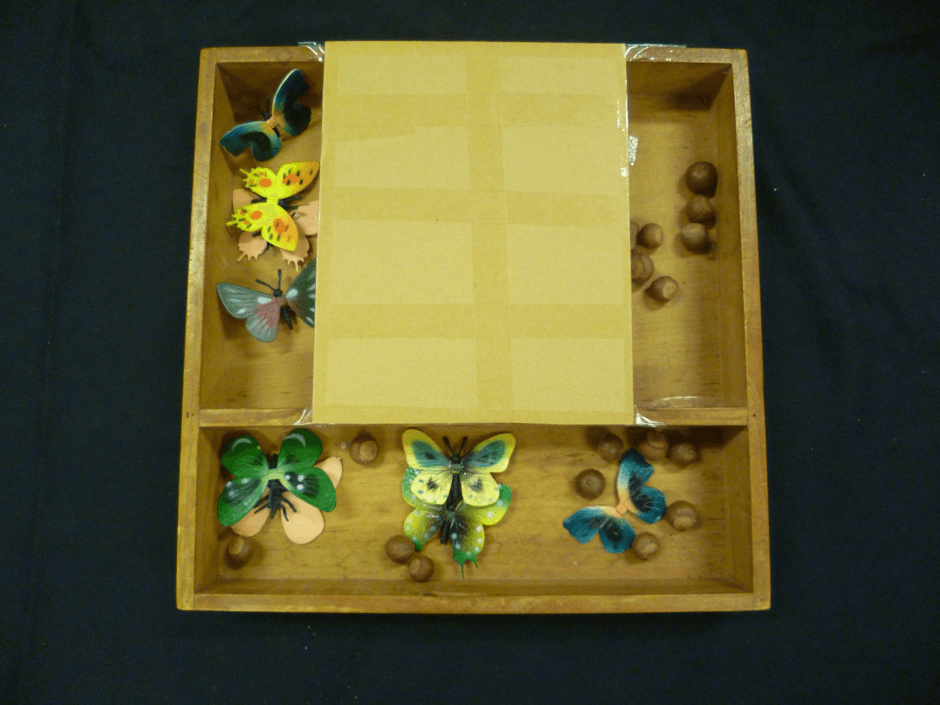 A wooden container with three compartments – one across the front with butterfly counters and acorns, one to the left with butterfly counters and one to the right with acorns.