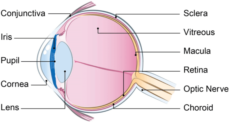 A detailed side view of the eye with main areas labelled
