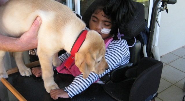 A child sits in her wheelchair touching a puppy