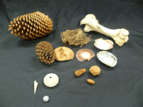 A range of natural materials including cones, bones, shells, nuts, and a bird’s nest to explore using two hands