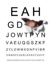 Eye chart with child's face peeking through hole in chart