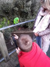 Child looking closely at a parakeet perched on a handrail with adult standing in background